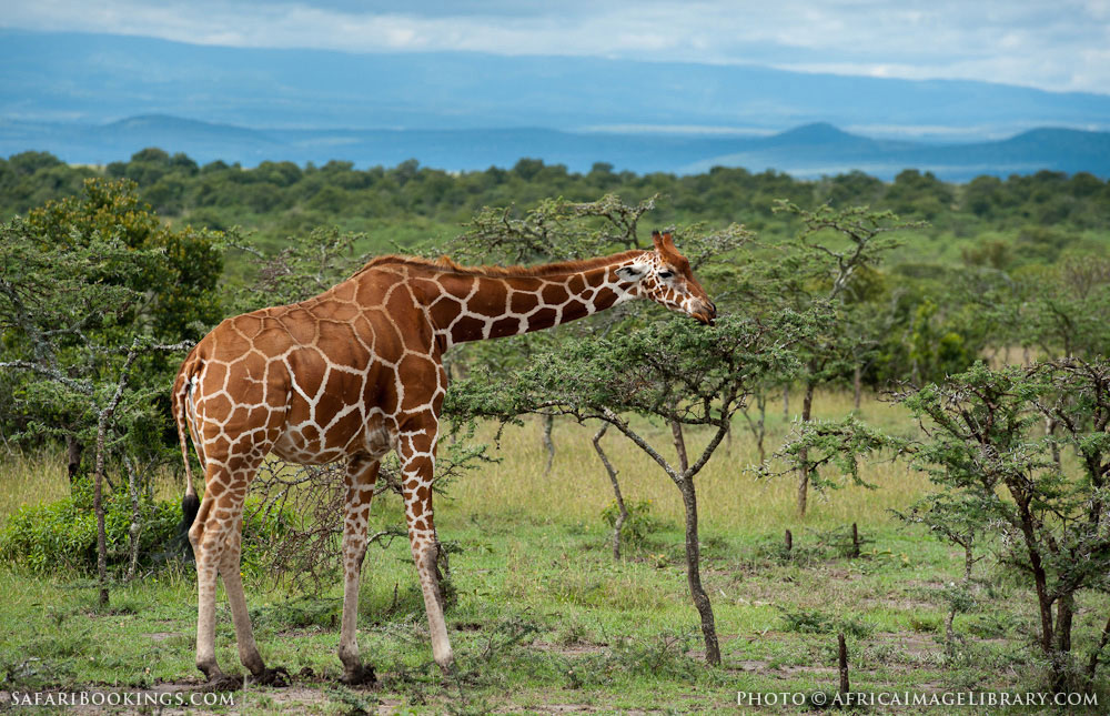 Giraffe one of the rare species in Laikipia