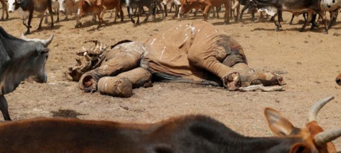 Wild Dog Tragedy – Laikipia, Kenya
