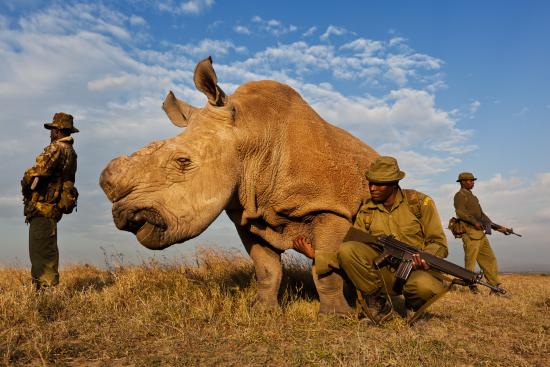 Rhino guards